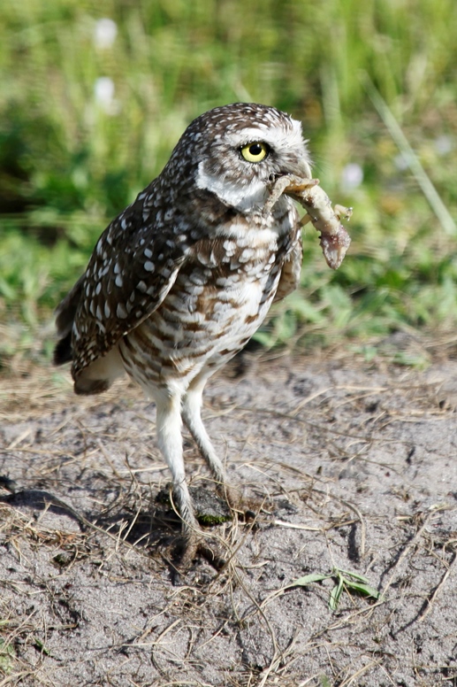 burrowing owl